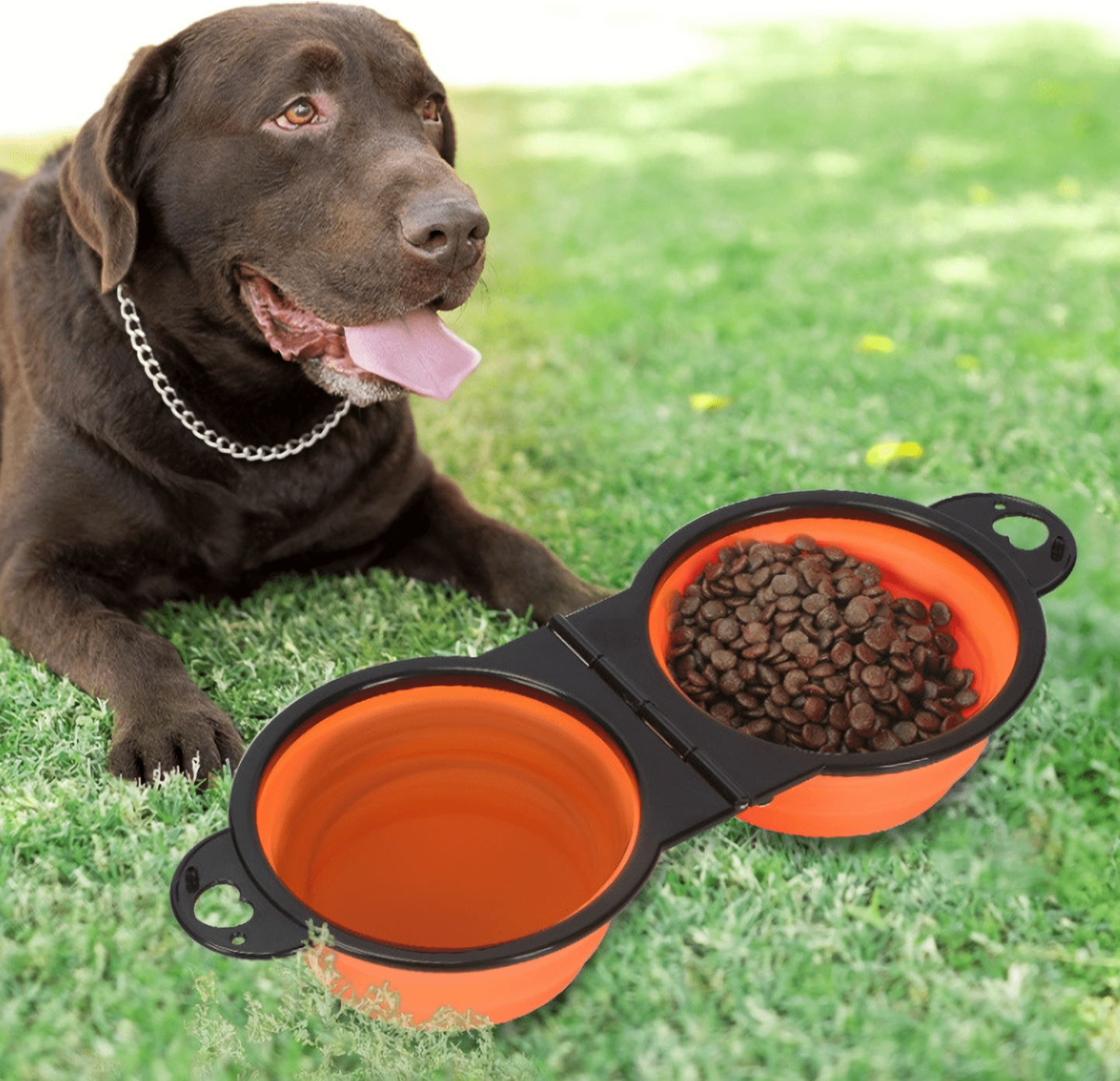 Charming dog sipping water from the convenient collapsible pet bowl during an outdoor play session.